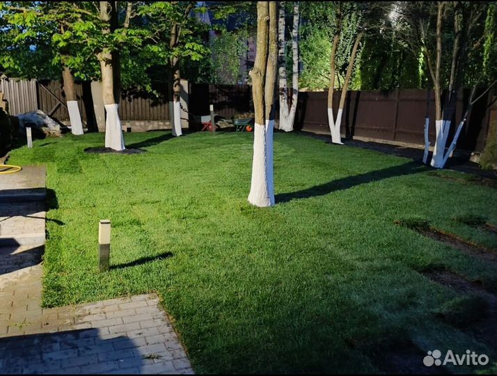 Рулонный газон под ключ Стандартный