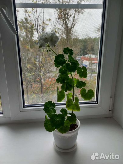 Пеларгония герань белая