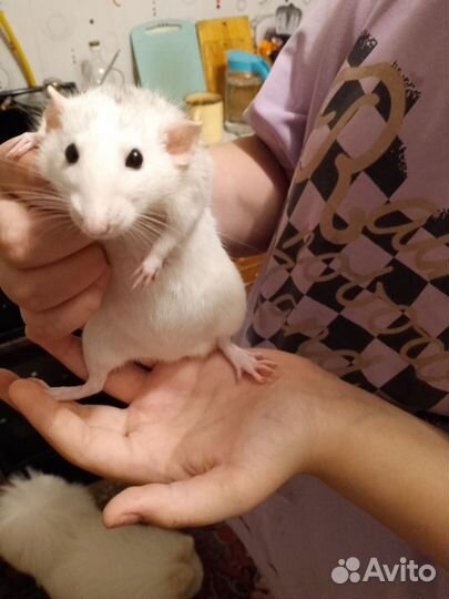 Крыса дамбо