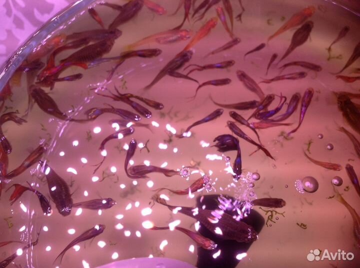 Рыбки гуппи парой (самка и самец)