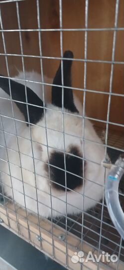 Кролики Калифорния