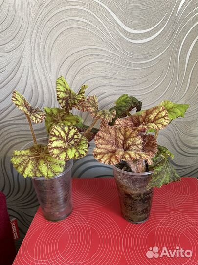 Бегония королевская