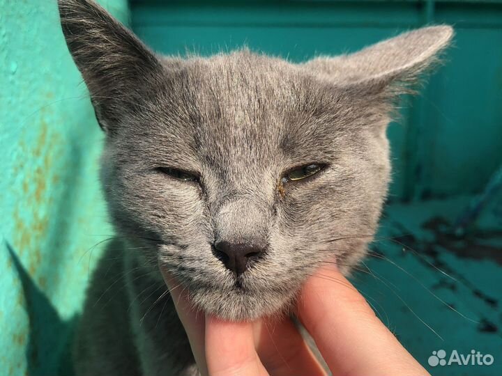 Котёнок руской голубой