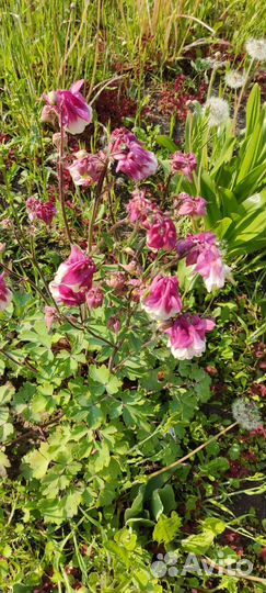 Космея,аквилегия,ромашка,маргаритки