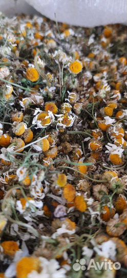 Ромашка аптечная