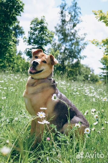 Собака в добрые руки