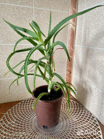 Алоэ лечебный