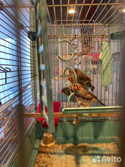 Зебровые амадины