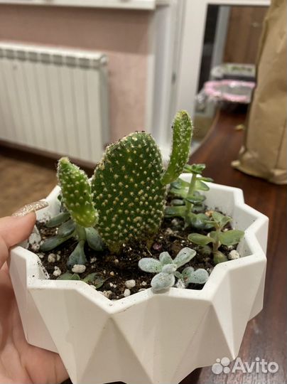 Кактус опунция