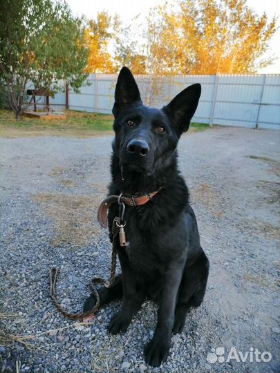 Дрессировка собак с.Покойное