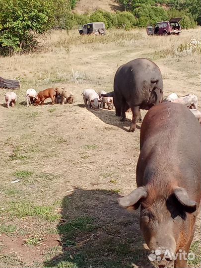 Мясо поросятина