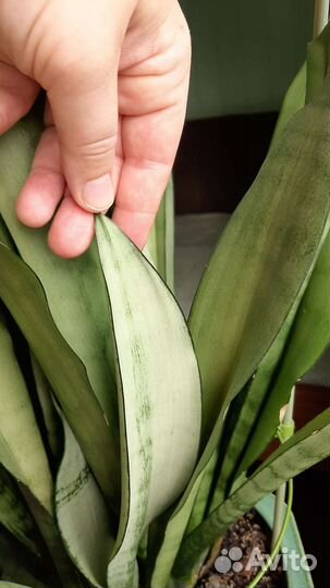 Сансевиерия муншайн