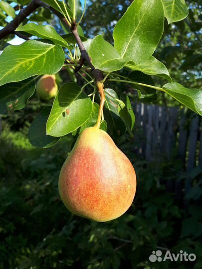 Саженцы яблони и груши