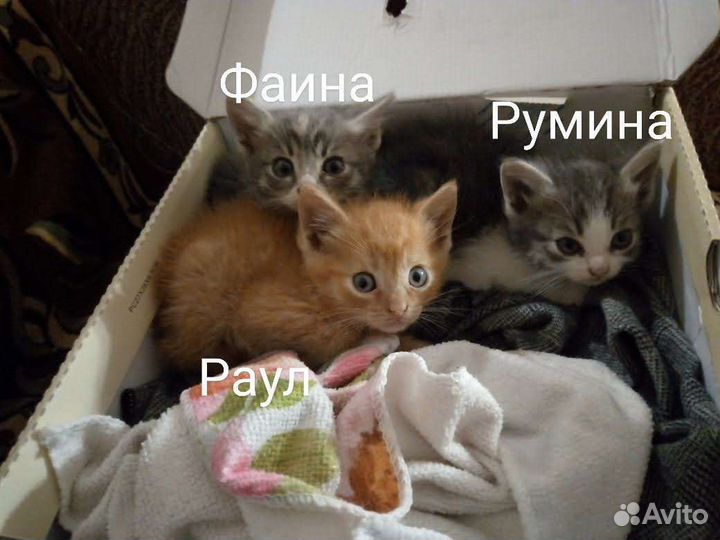 Котята и взрослые котики ищут дом