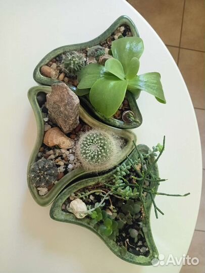 3 кашпо с сукулентами и кактусами