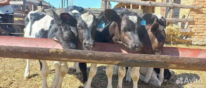 Бычки телята