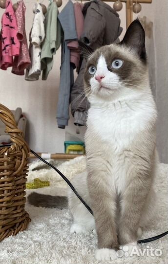Котята сноу шу