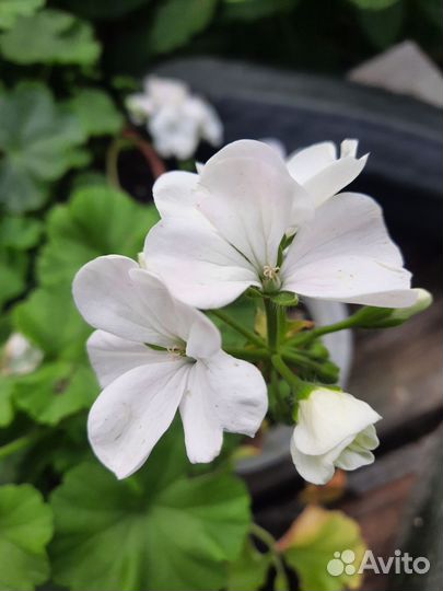 Пеларгония герань