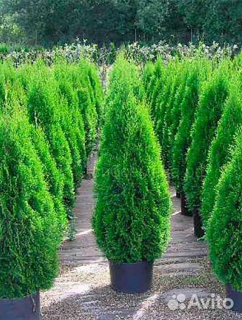 Саженцы туя