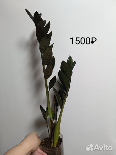 Замиокулькас черный равен