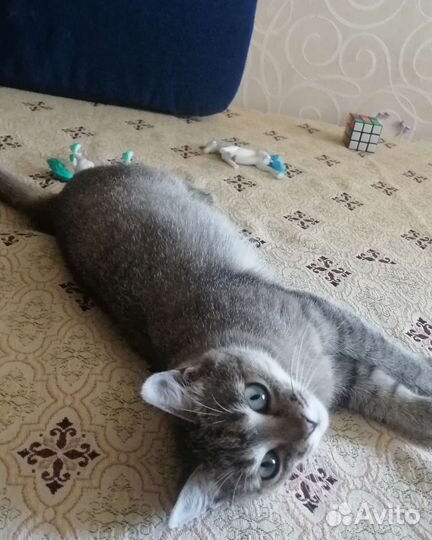 Ласкуша Соня, стерилизована