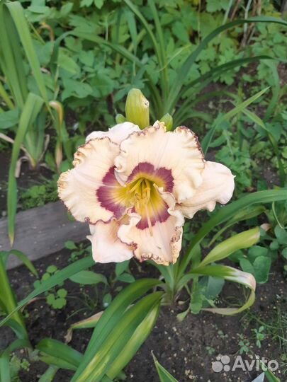 Сортовые лилейники