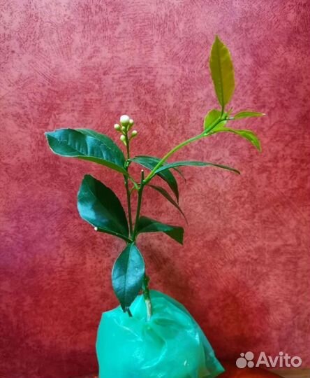 Мандарин Кумкват Лайм Лимон Лаймкват Цитрусовые