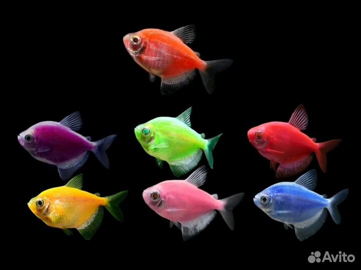 Гло фиш Данио, Барбусы,Тернеции, Неоны, Тетры