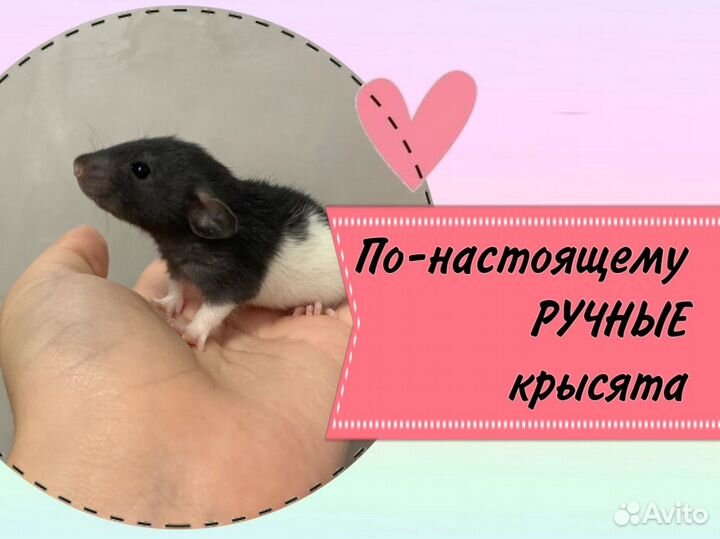 Крысята / мальчики / дамбо / ручные