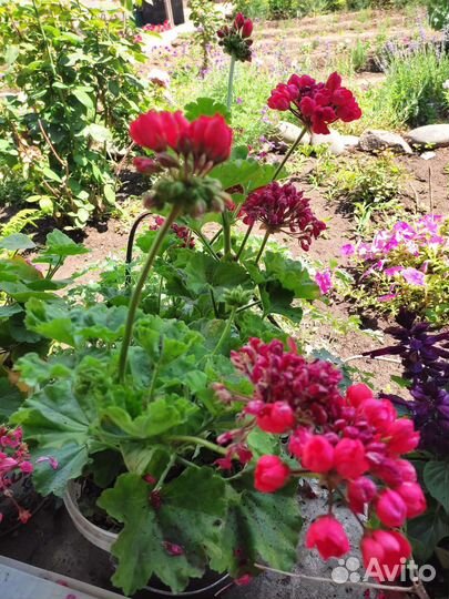 Пеларгония герань, комнатные растения