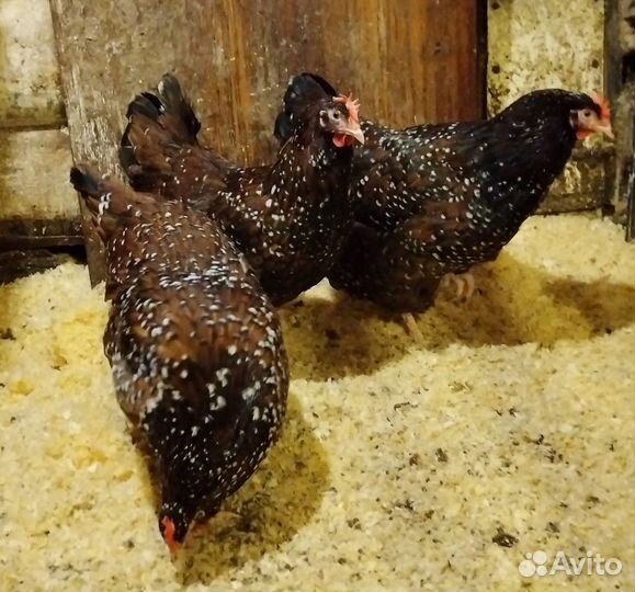 Суточные цыплята породной птицы