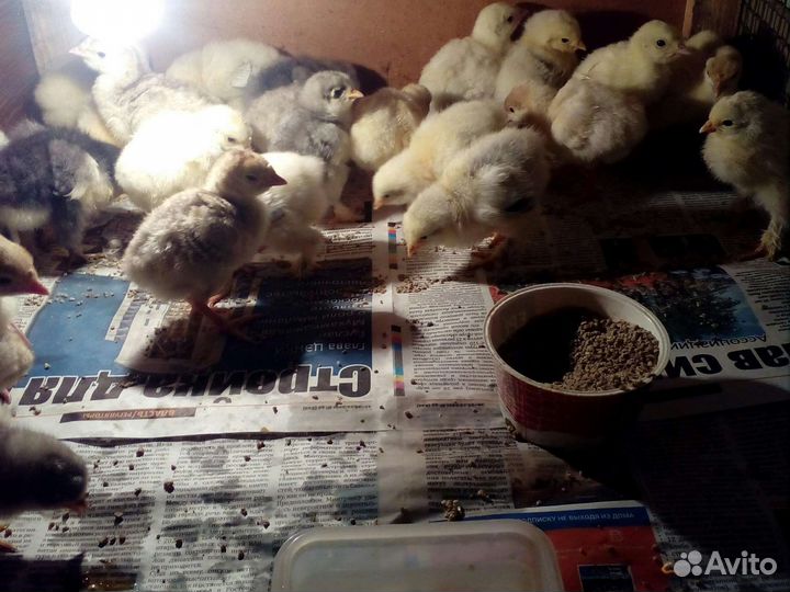 Индоутята,цыплята,индюшата