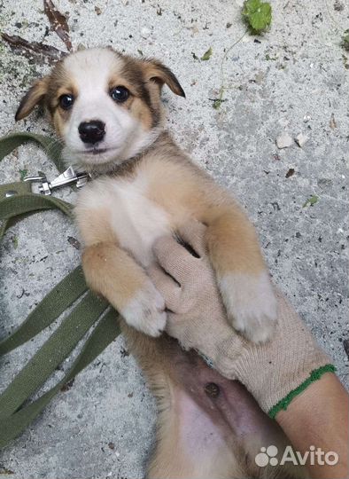 Небольшие щенки в квартиру