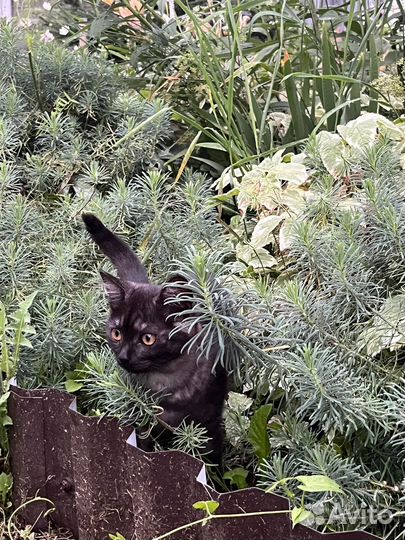 Кошки бесплатно