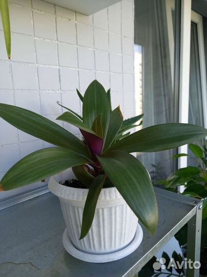 Традесканция