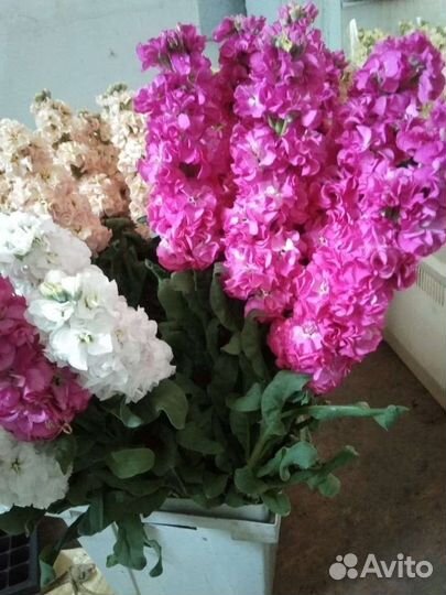 Маттиола рассада
