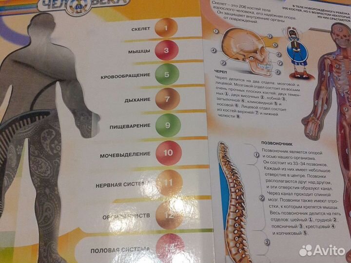 Книга новая 3Д Человек и внутренние органы