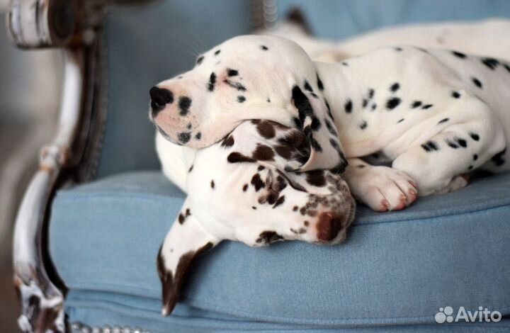 Далматины для фотосессий и праздников