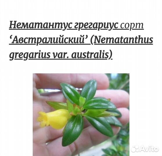 Нематантус