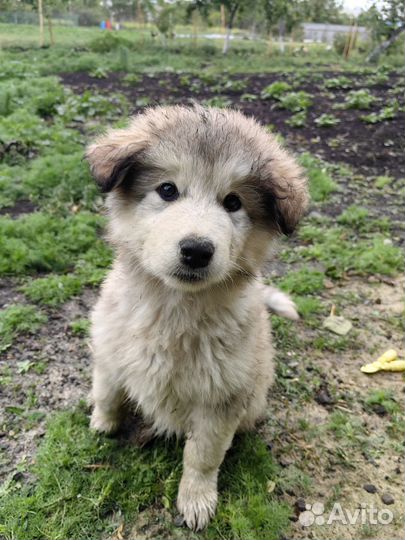 Щенки маламут