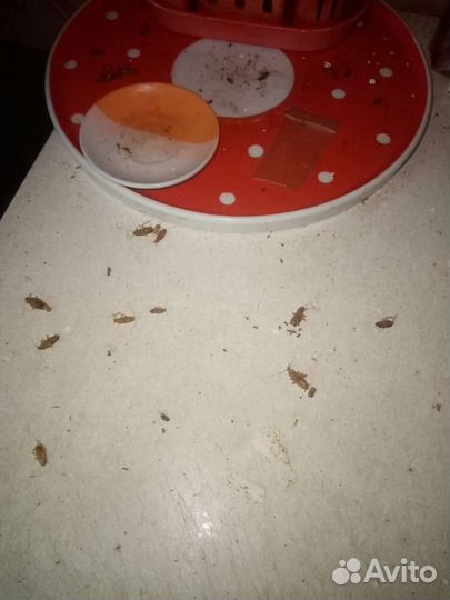 Уничтожение тараканов и клопов от 