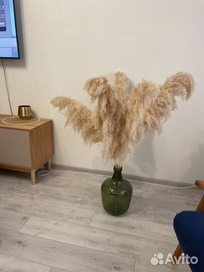 Испанская пампасная трава (сухоцвет)