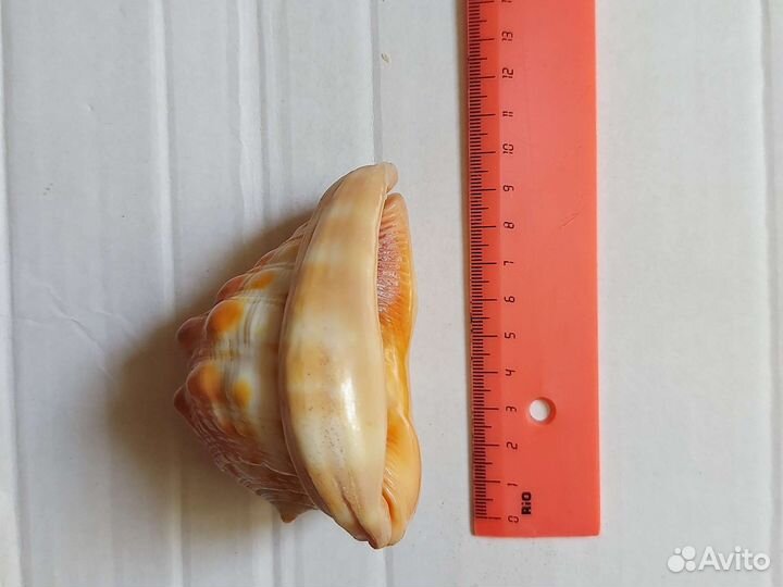 Большая морская раковина