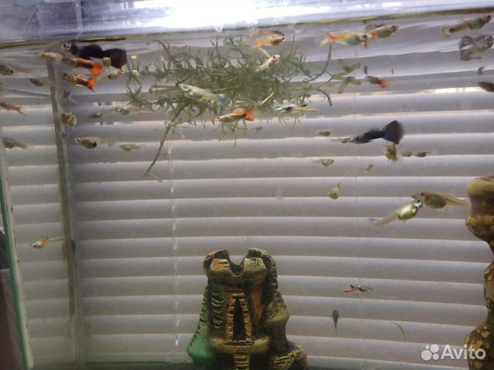 Рыбки гуппи