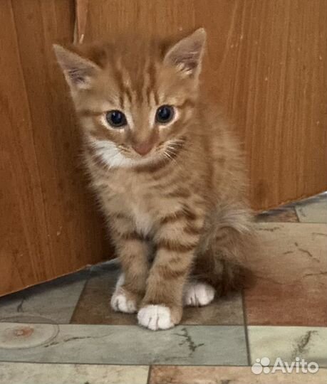 Котенок