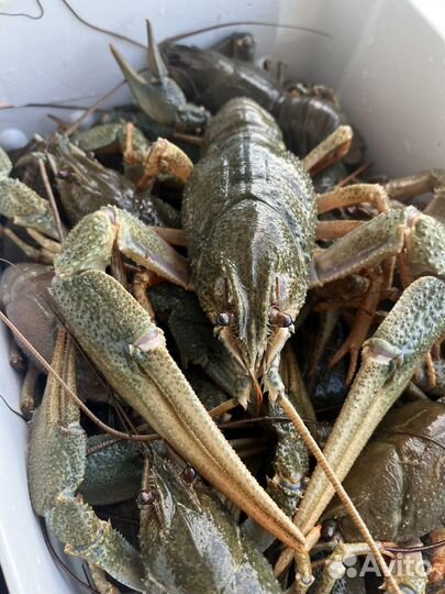 Живые раки парковый