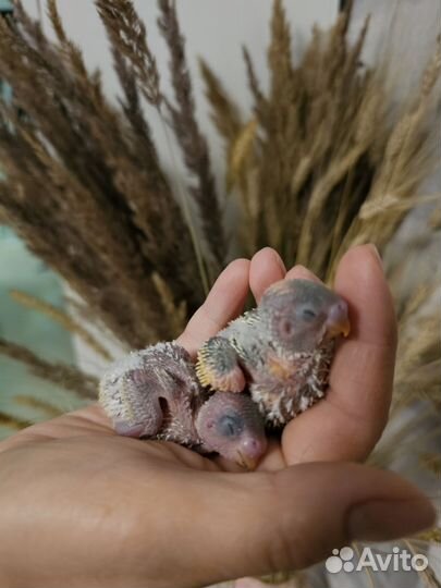 Птенцы волнистый попугай