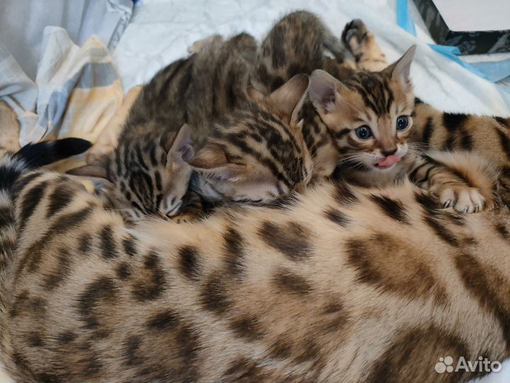 Бенгальские котята