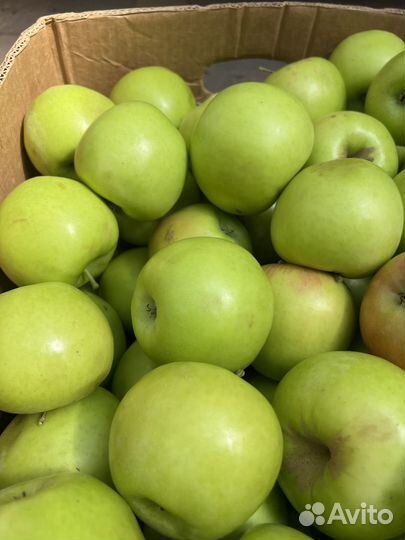 Джаногольд 75+