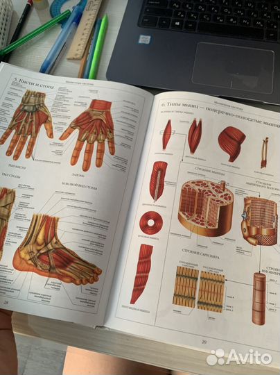 Атлас анатомии человека для школьников